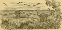 An illustration from Four months in a sneak-box. A boat voyage of 2600 miles down the Ohio and Mississippi rivers (1879)