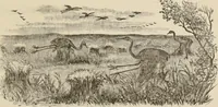 An illustration from Four months in a sneak-box : a boat voyage of 2600 miles down the Ohio and Mississippi Rivers, and along the Gulf of Mexico (1879)