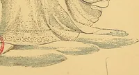 An illustration from Fra Angelico (1881)