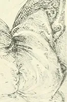 An illustration from Fra Bartolommeo und die Florentiner Renaissance (1922)