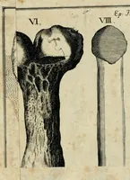 An illustration from Franc. Ern. Bruckmanni, med. doct. acad. caesar. nat. cur. et soc., reg. Pruss. Scient. Colleg. et practic. Wolffenb. Epistola itineraria I-[XII] .. (1728)