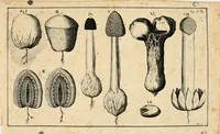 An illustration from Franc. Ern. Bruckmanni, med. doct. acad. caesar. nat. cur. et soc., reg. Pruss. Scient. Colleg. et practic. Wolffenb. Epistola itineraria I-[XII] .. (1728)