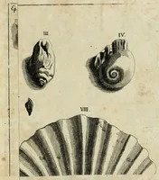An illustration from Franc. Ern. Bruckmanni, med. doct. acad. caesar. nat. cur. et soc., reg. Pruss. Scient. Colleg. et practic. Wolffenb. Epistola itineraria I-[XII] .. (1728)