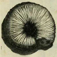 An illustration from Franc. Ern. Bruckmanni, med. doct. acad. caesar. nat. cur. et soc., reg. Pruss. Scient. Colleg. et practic. Wolffenb. Epistola itineraria I-[XII] .. (1728)