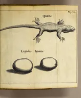 An illustration from Francesci Redi, nobilis Aretini, Experimenta circa res diversas naturales, speciatim illas, quae ex Indiis adfernatur. : Ex Italico Latinate donata (1675)