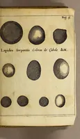 An illustration from Francesci Redi, nobilis Aretini, Experimenta circa res diversas naturales, speciatim illas, quae ex Indiis adfernatur. : Ex Italico Latinate donata (1675)