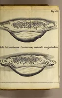 Picture 8 of 15 from Francesci Redi, nobilis Aretini, Experimenta circa res diversas naturales, speciatim illas, quae ex Indiis adfernatur. : Ex Italico Latinate donata (1675), leaf 187