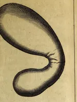 An illustration from Francesci Redi, nobilis Aretini, Experimenta circa res diversas naturales, speciatim illas, quae ex Indiis adfernatur. : Ex Italico Latinate donata (1675)