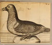An illustration from Francesci Redi, nobilis Aretini, Experimenta circa res diversas naturales, speciatim illas, quae ex Indiis adfernatur. : Ex Italico Latinate donata (1675)