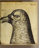 Picture 15 of 15 from Francesci Redi, nobilis Aretini, Experimenta circa res diversas naturales, speciatim illas, quae ex Indiis adfernatur. : Ex Italico Latinate donata (1675), leaf 487