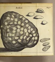 An illustration from Francesci Redi, nobilis Aretini, Experimenta circa res diversas naturales, speciatim illas, quae ex Indiis adfernatur. : Ex Italico Latinate donata (1675)