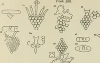 An illustration from Francis Bacon and his secret society. An attempt to collect and unite the lost links of a long and strong chain (1891)