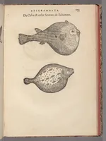 An illustration from Francisci Bovssveti Svrregiani doctoris medici, De natvra aqvatilivm carmen : in vniuersam Gvlielmi Rondeletii doctoris medici, & medicinae in schola Monspeliensi professoris regij celeberrimi historiae, quam de aquatilibus scripsit: Cum veris & natiuis eorum iconibus: Opusculum nunquàm hactenus typis excussum (1558)