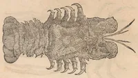 An illustration from Francisci Bovssveti Svrregiani doctoris medici, De natvra aqvatilivm carmen : in vniuersam Gvlielmi Rondeletii doctoris medici, & medicinae in schola Monspeliensi professoris regij celeberrimi historiae, quam de aquatilibus scripsit: Cum veris & natiuis eorum iconibus: Opusculum nunquàm hactenus typis excussum (1558)
