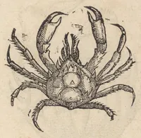 Picture 38 of 65 from Francisci Bovssveti Svrregiani doctoris medici, De natvra aqvatilivm carmen : in vniuersam Gvlielmi Rondeletii doctoris medici, & medicinae in schola Monspeliensi professoris regij celeberrimi historiae, quam de aquatilibus scripsit: Cum veris & natiuis eorum iconibus: Opusculum nunquàm hactenus typis excussum (1558), leaf 249