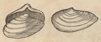 An illustration from Francisci Bovssveti Svrregiani doctoris medici, De natvra aqvatilivm carmen : in vniuersam Gvlielmi Rondeletii doctoris medici, & medicinae in schola Monspeliensi professoris regij celeberrimi historiae, quam de aquatilibus scripsit: Cum veris & natiuis eorum iconibus: Opusculum nunquàm hactenus typis excussum (1558)