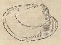 An illustration from Francisci Bovssveti Svrregiani doctoris medici, De natvra aqvatilivm carmen : in vniuersam Gvlielmi Rondeletii doctoris medici, & medicinae in schola Monspeliensi professoris regij celeberrimi historiae, quam de aquatilibus scripsit: Cum veris & natiuis eorum iconibus: Opusculum nunquàm hactenus typis excussum (1558)