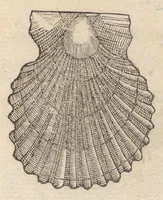 An illustration from Francisci Bovssveti Svrregiani doctoris medici, De natvra aqvatilivm carmen : in vniuersam Gvlielmi Rondeletii doctoris medici, & medicinae in schola Monspeliensi professoris regij celeberrimi historiae, quam de aquatilibus scripsit: Cum veris & natiuis eorum iconibus: Opusculum nunquàm hactenus typis excussum (1558)