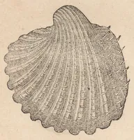 An illustration from Francisci Bovssveti Svrregiani doctoris medici, De natvra aqvatilivm carmen : in vniuersam Gvlielmi Rondeletii doctoris medici, & medicinae in schola Monspeliensi professoris regij celeberrimi historiae, quam de aquatilibus scripsit: Cum veris & natiuis eorum iconibus: Opusculum nunquàm hactenus typis excussum (1558)
