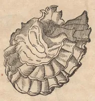 Picture 47 of 65 from Francisci Bovssveti Svrregiani doctoris medici, De natvra aqvatilivm carmen : in vniuersam Gvlielmi Rondeletii doctoris medici, & medicinae in schola Monspeliensi professoris regij celeberrimi historiae, quam de aquatilibus scripsit: Cum veris & natiuis eorum iconibus: Opusculum nunquàm hactenus typis excussum (1558), leaf 290