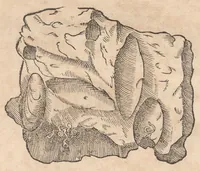An illustration from Francisci Bovssveti Svrregiani doctoris medici, De natvra aqvatilivm carmen : in vniuersam Gvlielmi Rondeletii doctoris medici, & medicinae in schola Monspeliensi professoris regij celeberrimi historiae, quam de aquatilibus scripsit: Cum veris & natiuis eorum iconibus: Opusculum nunquàm hactenus typis excussum (1558)