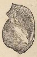 An illustration from Francisci Bovssveti Svrregiani doctoris medici, De natvra aqvatilivm carmen : in vniuersam Gvlielmi Rondeletii doctoris medici, & medicinae in schola Monspeliensi professoris regij celeberrimi historiae, quam de aquatilibus scripsit: Cum veris & natiuis eorum iconibus: Opusculum nunquàm hactenus typis excussum (1558)