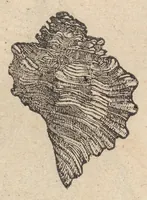 An illustration from Francisci Bovssveti Svrregiani doctoris medici, De natvra aqvatilivm carmen : in vniuersam Gvlielmi Rondeletii doctoris medici, & medicinae in schola Monspeliensi professoris regij celeberrimi historiae, quam de aquatilibus scripsit: Cum veris & natiuis eorum iconibus: Opusculum nunquàm hactenus typis excussum (1558)
