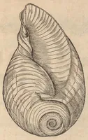 An illustration from Francisci Bovssveti Svrregiani doctoris medici, De natvra aqvatilivm carmen : in vniuersam Gvlielmi Rondeletii doctoris medici, & medicinae in schola Monspeliensi professoris regij celeberrimi historiae, quam de aquatilibus scripsit: Cum veris & natiuis eorum iconibus: Opusculum nunquàm hactenus typis excussum (1558)