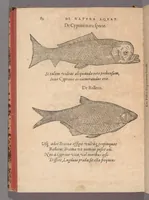 An illustration from Francisci Bovssveti Svrregiani doctoris medici, De natvra aqvatilivm carmen : in vniuersam Gvlielmi Rondeletii doctoris medici, & medicinae in schola Monspeliensi professoris regij celeberrimi historiae, quam de aquatilibus scripsit: Cum veris & natiuis eorum iconibus: Opusculum nunquàm hactenus typis excussum (1558)