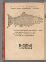 Picture 58 of 65 from Francisci Bovssveti Svrregiani doctoris medici, De natvra aqvatilivm carmen : in vniuersam Gvlielmi Rondeletii doctoris medici, & medicinae in schola Monspeliensi professoris regij celeberrimi historiae, quam de aquatilibus scripsit: Cum veris & natiuis eorum iconibus: Opusculum nunquàm hactenus typis excussum (1558), leaf 354