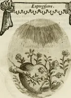 Picture 74 of 155 from Francisci Ponae Cardiomorphoseos, siue, Ex corde desumpta emblemata sacra (1645), leaf 96