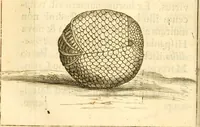 An illustration from Francisci Redi, nobilis Aretini, Experimenta circa res diversas naturales, speciatim illas, quae ex Indiis adferuntur. Ex Italico Latinitate donata (1675)
