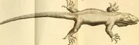 An illustration from Francisci Redi, nobilis Aretini, Experimenta circa res diversas naturales, speciatim illas, quae ex Indiis adferuntur. Ex Italico Latinitate donata (1675)