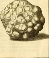 An illustration from Francisci Redi, nobilis Aretini, Experimenta circa res diversas naturales, speciatim illas, quae ex Indiis adferuntur. Ex Italico Latinitate donata (1675)