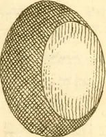 Picture 4 of 35 from Francisci Redi, nobilis Aretini, Experimenta circa res diversas naturales, speciatim illas, quae ex Indiis adferuntur. Ex Italico Latinitate donata (1675), leaf 15