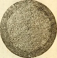 An illustration from Francisci Redi, nobilis Aretini, Experimenta circa res diversas naturales, speciatim illas, quae ex Indiis adferuntur. Ex Italico Latinitate donata (1675)