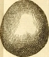 An illustration from Francisci Redi, nobilis Aretini, Experimenta circa res diversas naturales, speciatim illas, quae ex Indiis adferuntur. Ex Italico Latinitate donata (1675)