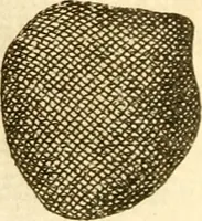 An illustration from Francisci Redi, nobilis Aretini, Experimenta circa res diversas naturales, speciatim illas, quae ex Indiis adferuntur. Ex Italico Latinitate donata (1675)