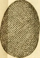 An illustration from Francisci Redi, nobilis Aretini, Experimenta circa res diversas naturales, speciatim illas, quae ex Indiis adferuntur. Ex Italico Latinitate donata (1675)