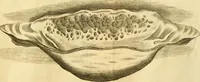 Picture 20 of 35 from Francisci Redi, nobilis Aretini, Experimenta circa res diversas naturales, speciatim illas, quae ex Indiis adferuntur. Ex Italico Latinitate donata (1675), leaf 188