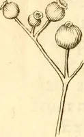 An illustration from Francisci Redi, nobilis Aretini, Experimenta circa res diversas naturales, speciatim illas, quae ex Indiis adferuntur. Ex Italico Latinitate donata (1675)