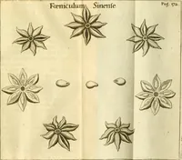 Picture 22 of 35 from Francisci Redi, nobilis Aretini, Experimenta circa res diversas naturales, speciatim illas, quae ex Indiis adferuntur. Ex Italico Latinitate donata (1675), leaf 198