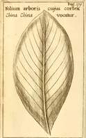 An illustration from Francisci Redi, nobilis Aretini, Experimenta circa res diversas naturales, speciatim illas, quae ex Indiis adferuntur. Ex Italico Latinitate donata (1675)
