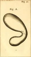 An illustration from Francisci Redi, nobilis Aretini, Experimenta circa res diversas naturales, speciatim illas, quae ex Indiis adferuntur. Ex Italico Latinitate donata (1675)