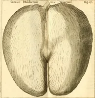An illustration from Francisci Redi, nobilis Aretini, Experimenta circa res diversas naturales, speciatim illas, quae ex Indiis adferuntur. Ex Italico Latinitate donata (1675)