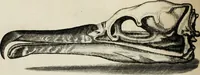An illustration from Francisci Redi, nobilis Aretini, Experimenta circa res diversas naturales, speciatim illas, quae ex Indiis adferuntur. Ex Italico Latinitate donata (1675)