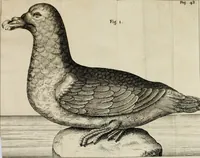 An illustration from Francisci Redi, nobilis Aretini, Experimenta circa res diversas naturales, speciatim illas, quae ex Indiis adferuntur. Ex Italico Latinitate donata (1675)