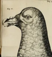 An illustration from Francisci Redi, nobilis Aretini, Experimenta circa res diversas naturales, speciatim illas, quae ex Indiis adferuntur. Ex Italico Latinitate donata (1675)