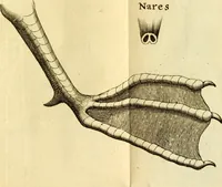 Picture 35 of 35 from Francisci Redi, nobilis Aretini, Experimenta circa res diversas naturales, speciatim illas, quae ex Indiis adferuntur. Ex Italico Latinitate donata (1675), leaf 490