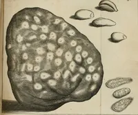 An illustration from Francisci Redi, nobilis Aretini, Experimenta circa res diversas naturales, speciatim illas, quae ex Indiis adferuntur. Ex Italico Latinitate donata (1675)